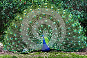 Peacock with fanned tail