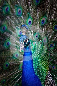 Peacock with fanned tail.