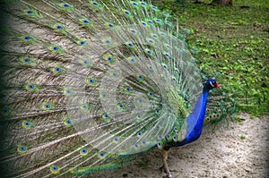 Peacock with fanned tail