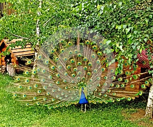 Peacock with fanned tail dances