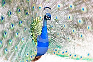 Peacock fanning out its tail photo