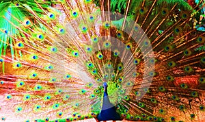 Peacock fannings it feathers
