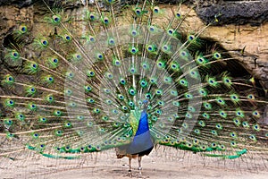 Peacock fans his magnificent tail