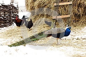 Peacock in farmyard winter serbia