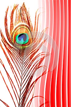 Peacock father with abstract red and white shaded Background. Vector Illustration