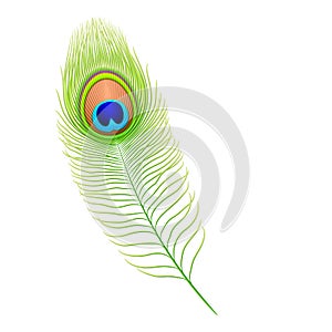 Peacock feather