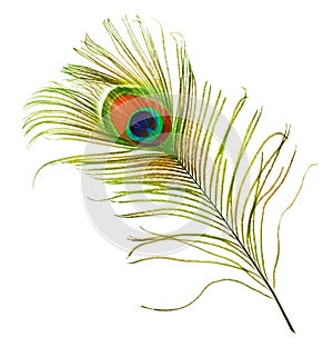 Peacock Feather