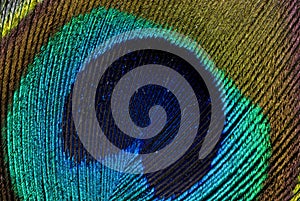 Peacock Feather