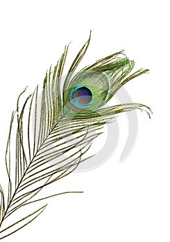 Peacock feather