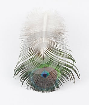 Peacock feather