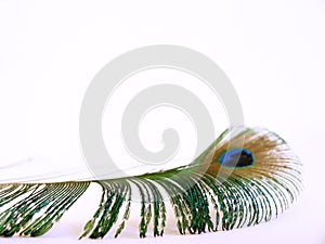 Peacock feather