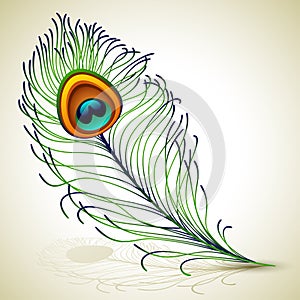 Peacock feather