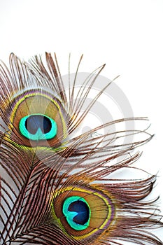 Peacock feather