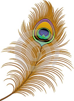 Peacock Feather