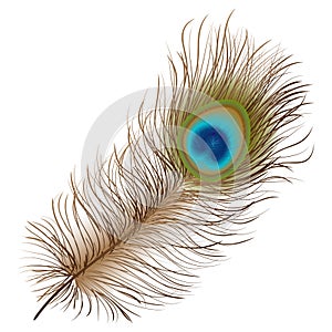 Peacock feather