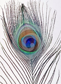 A Peacock Feather
