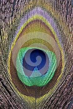 Peacock Feather