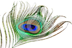 Peacock feather