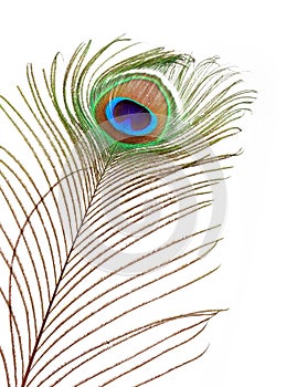 Peacock feather