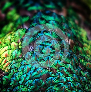 The peacock feather background