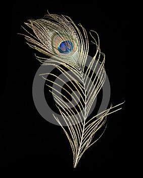 Peacock feather on black background