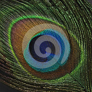 Peacock feather on black background