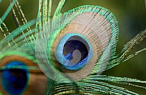 Peacock feather close up. The beautiful and divine bird of India, a wealth symbol