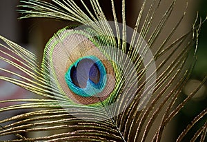 Peacock feather close up. The beautiful and divine bird of India, a wealth symbol