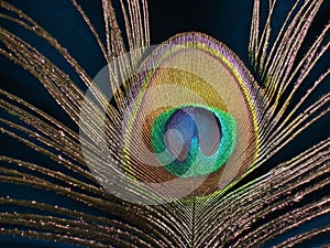 Peacock feather close-up on a dark blue background