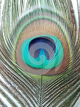 Peacock feather, close up detailed.