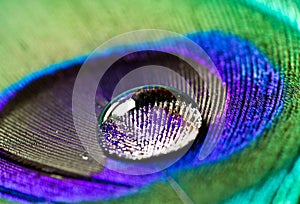 Peacock feather close up with droplet