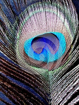Peacock feather close up isolated on a black background.