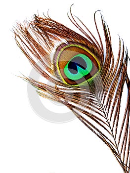 Peacock feather close up isolated on a white background.