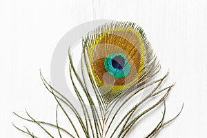 Peacock feather close-up, on a light wooden background with space