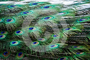 Peacock feather close up. Male Indian peafowl. Metallic blue and green plumage. Quill feathers. Natural pattern with eyespots