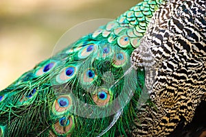 peacock feather closeup