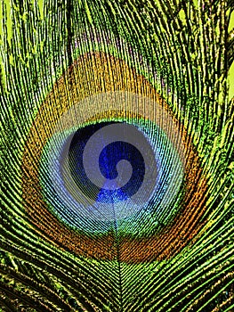 Peacock feather closeup