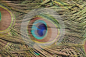Peacock feather closeup