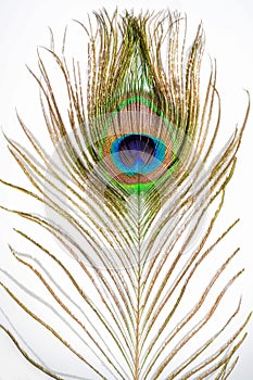 Peacock feather. Colorful feather from tail with eye. Close-up on white background