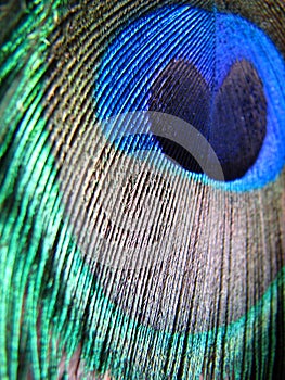 Peacock Feather Colors