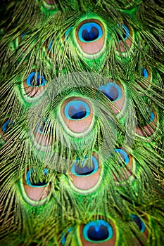 Peacock feather detail