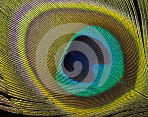 Peacock feather detail