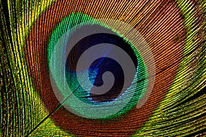 Peacock feather (detail of eyespot)