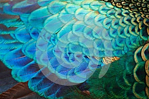 Peacock feather detail