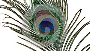 Peacock feather eye