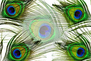 Peacock feather eye