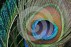 Peacock feather eye
