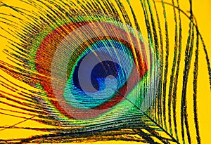 Peacock Feather Eye