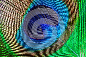 Peacock feather eye abstract closeup background.