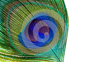 Peacock feather eye abstract closeup on isolated white background..